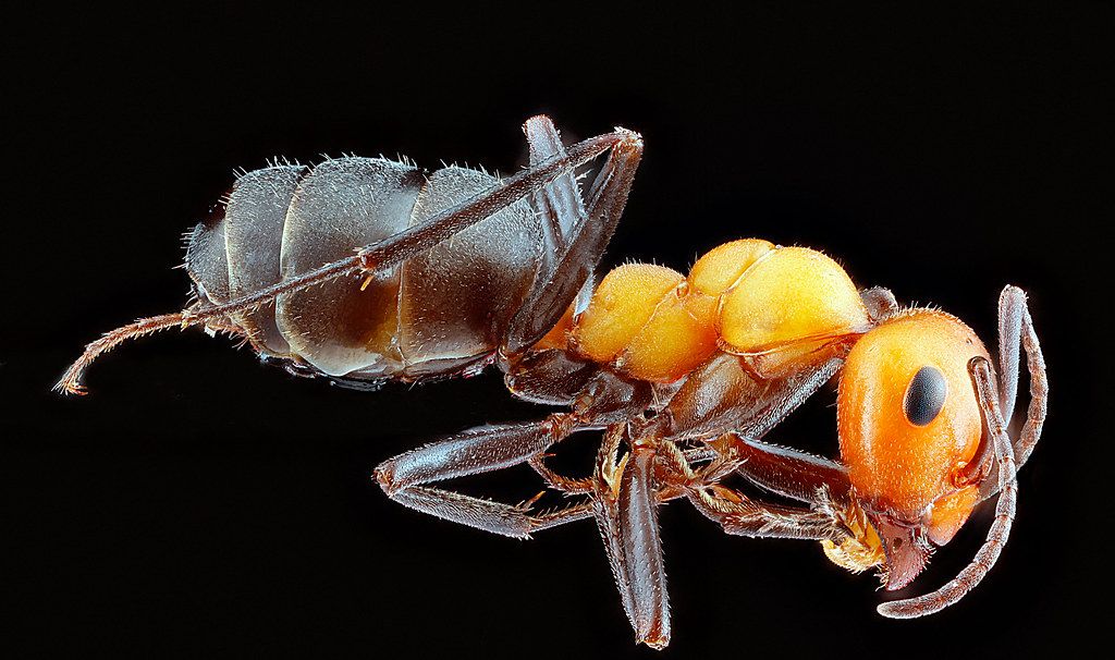 Ant Control service in Rio Rancho, NM