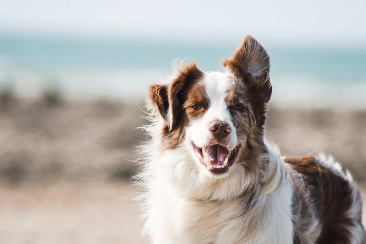 Flea & Tick Control service in Rio Rancho, NM