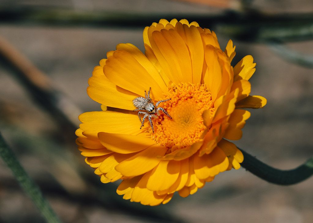 Spider Control service in Rio Rancho, NM